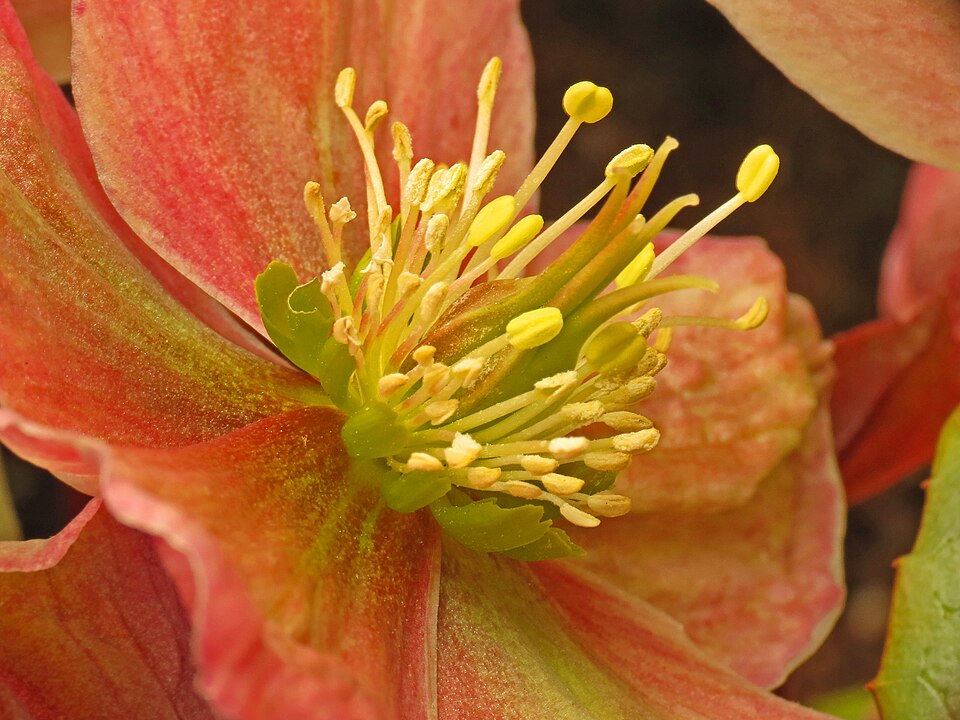 Helleborus (Hellebores)