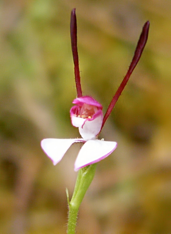 Leptoceras menziesii (Rabbit Orchid) (alternate view 2)