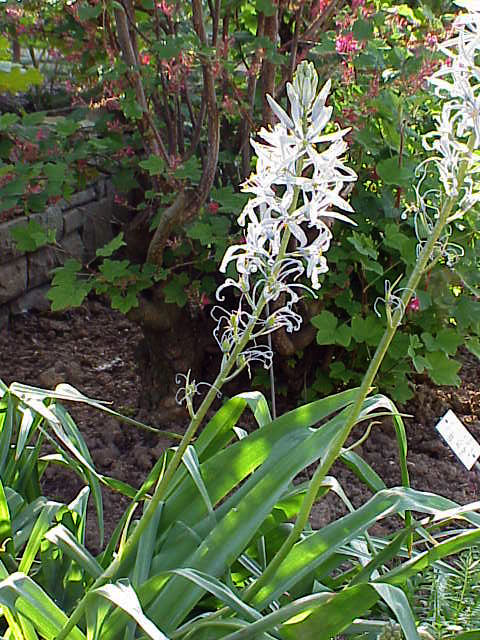 Camassia cusickii (Cusick's Camas) (alternate view 6)