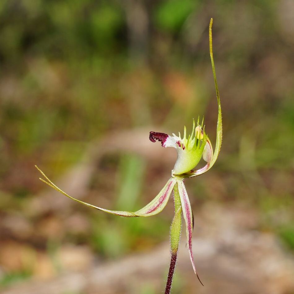 Caladenia tentaculata (eastern mantis orchid) (alternate view 4)