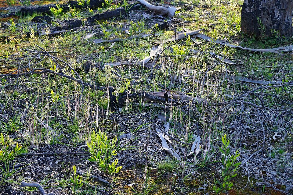 Caladenia tentaculata (eastern mantis orchid) (alternate view 5)