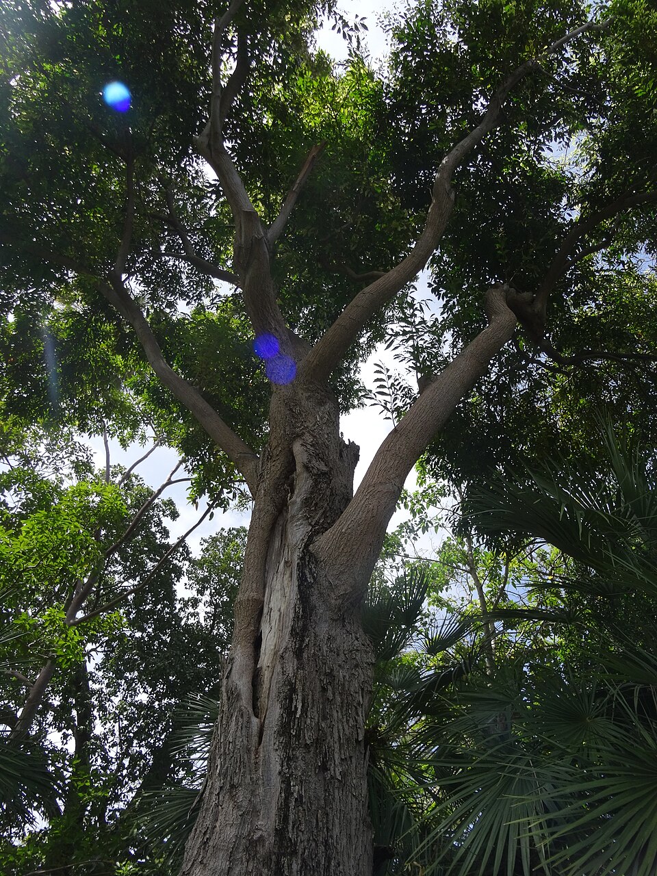 Syzygium floribundum (weeping lilli pilli) (alternate view 9)