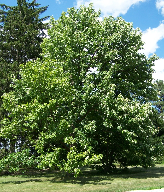Magnolia acuminata (Cucumber Tree)
