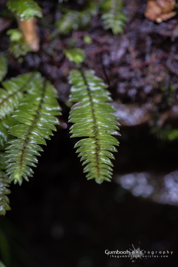 Cyathophorum bulbosum (quill moss) (alternate view 2)