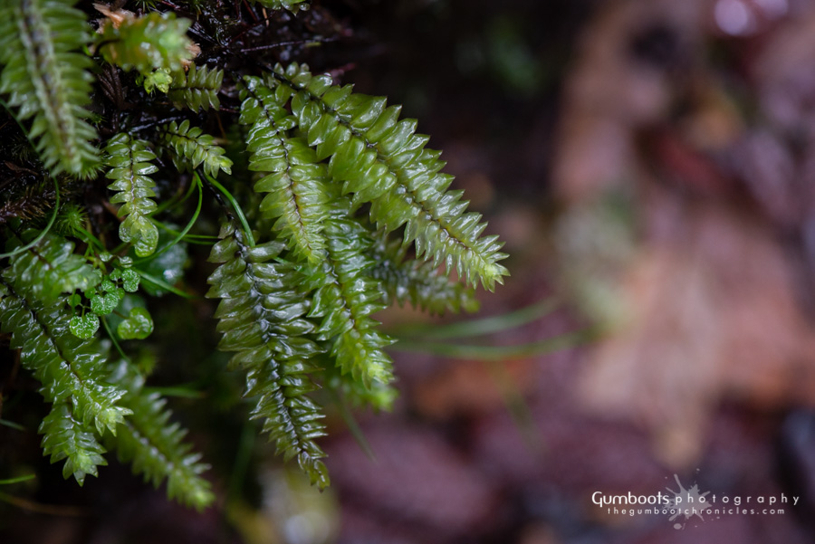 Cyathophorum bulbosum (quill moss) (alternate view 3)