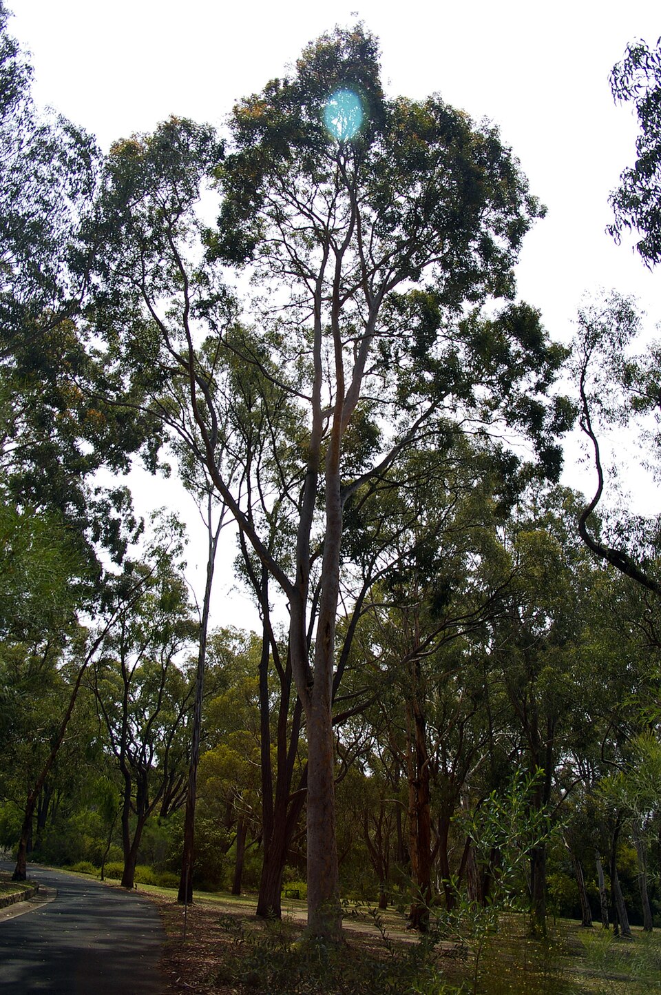 Angophora costata (Smooth-barked apple) (alternate view 6)