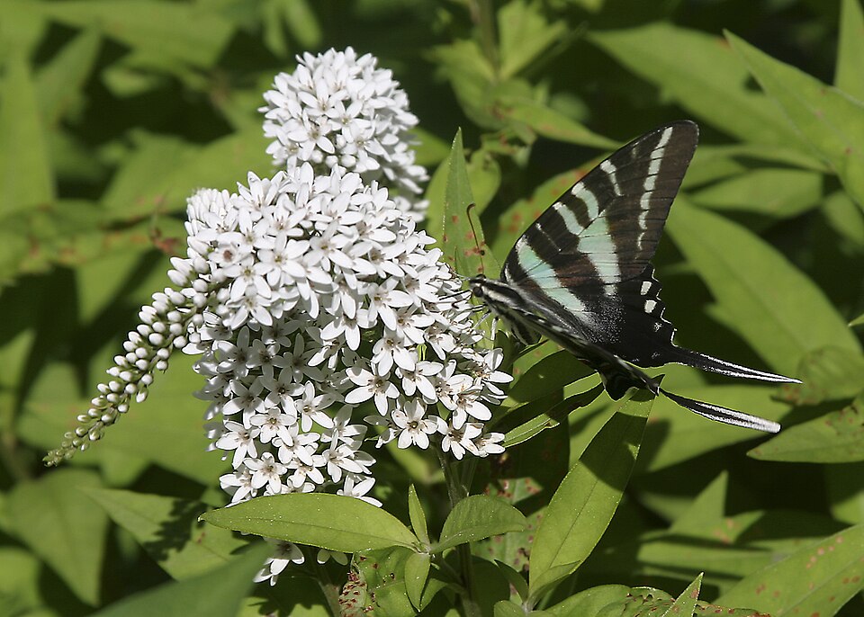 Lysimachia clethroides (Gooseneck Loosestrife) (alternate view 12)