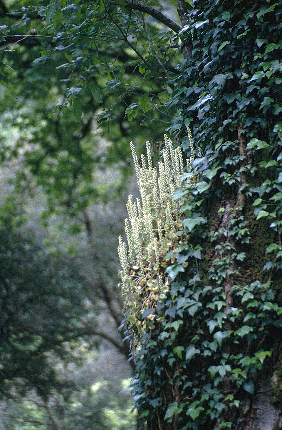 Umbilicus (Navelworts)
