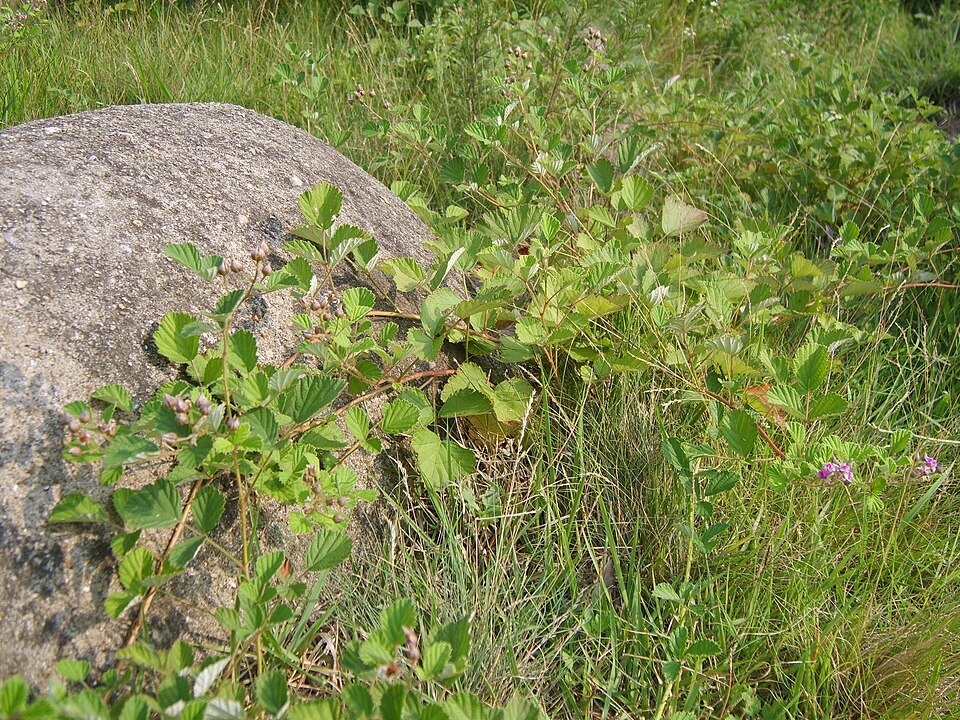 Rubus parvifolius (small-leaf bramble) (alternate view 3)