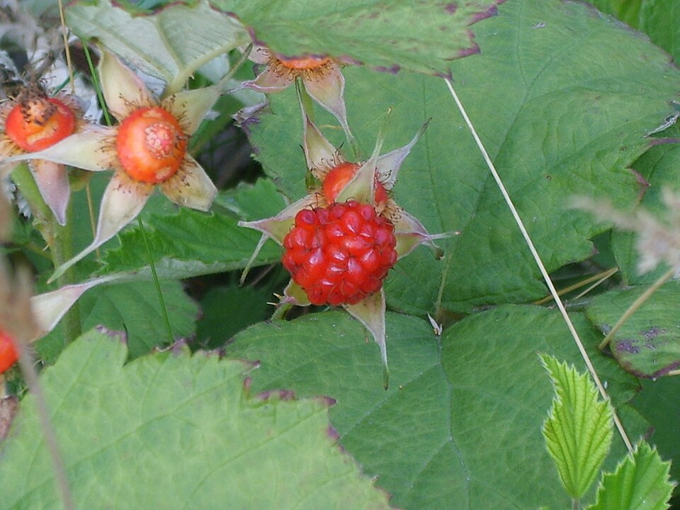 Rubus parvifolius (small-leaf bramble) (alternate view 5)
