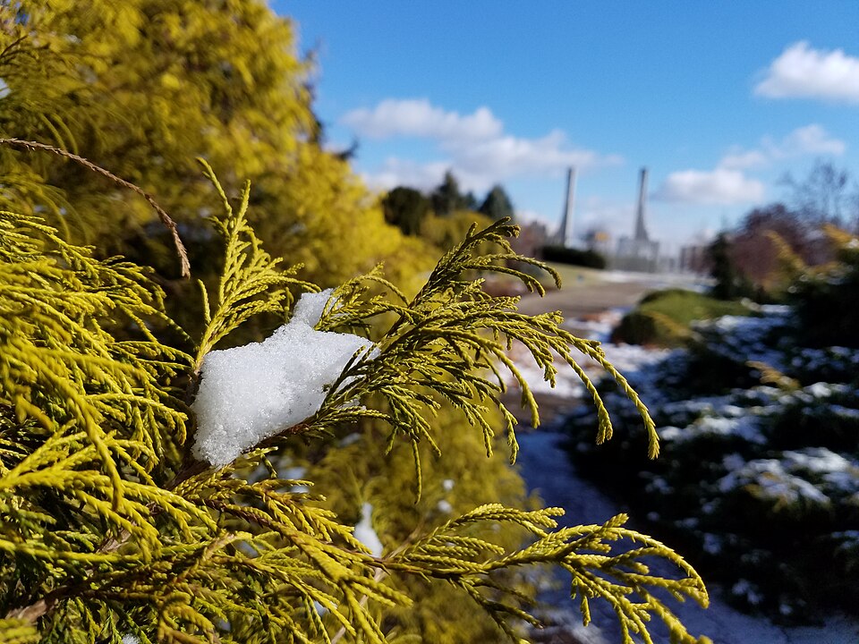 Chamaecyparis pisifera 'Filifera Aurea' (Golden Thread Cypress) (alternate view 4)