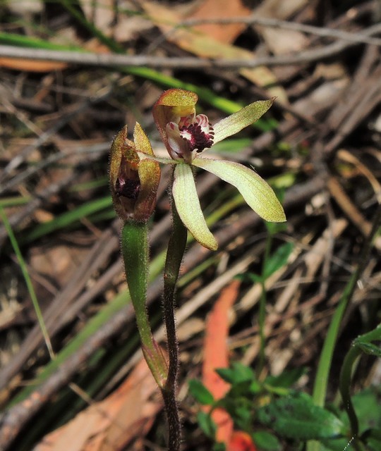 Caladenia transitoria (Eastern Bronzehood Orchid) (alternate view 6)