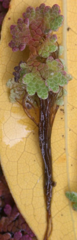 Azolla pinnata (Feathered Mosquito Fern) (alternate view 3)