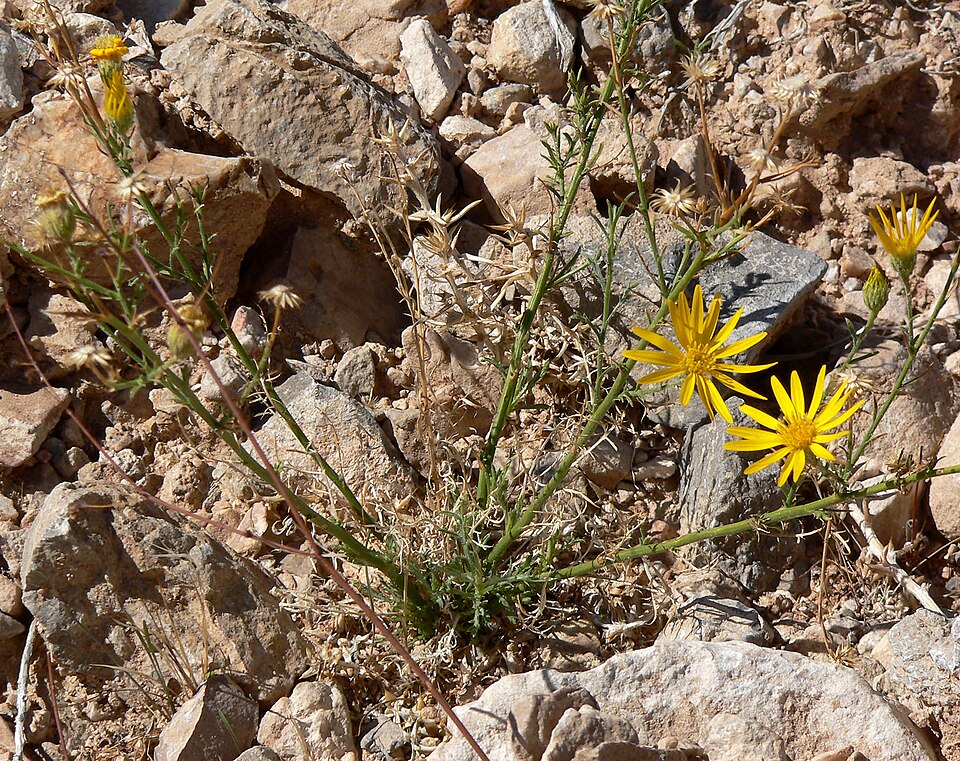 Xanthisma spinulosum (Spiny Goldenweed) (alternate view 6)