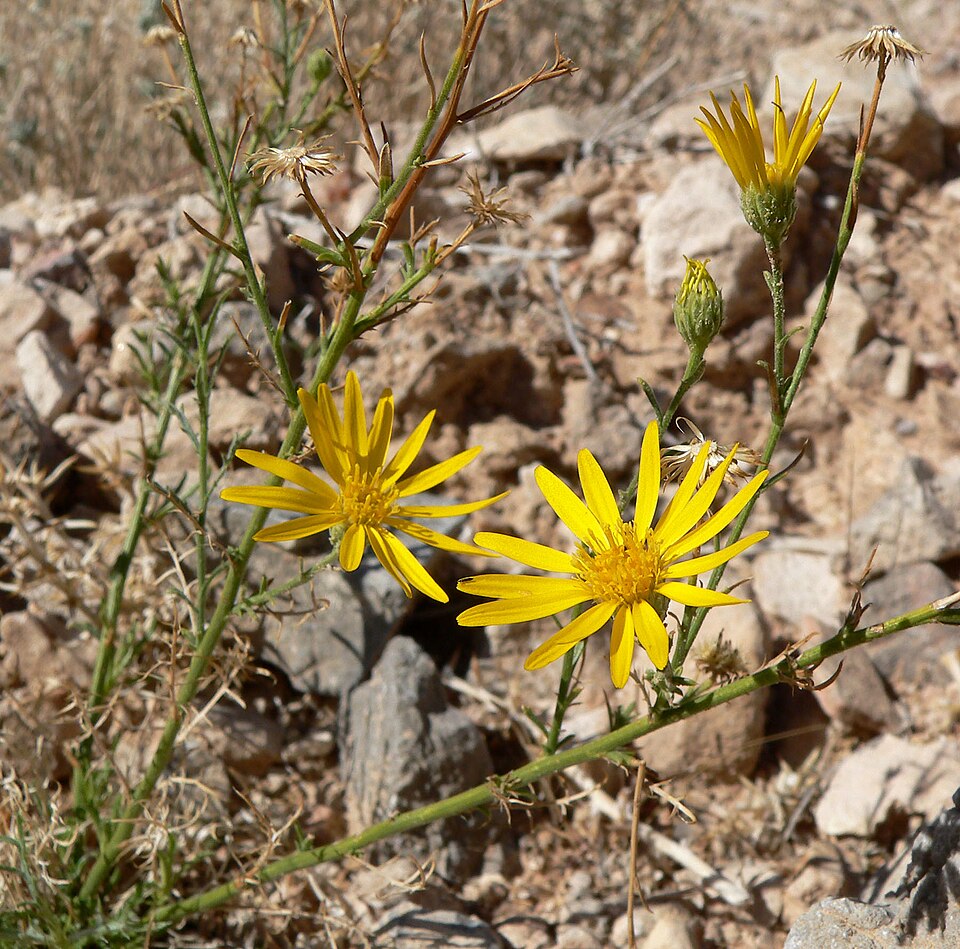 Xanthisma spinulosum (Spiny Goldenweed) (alternate view 7)