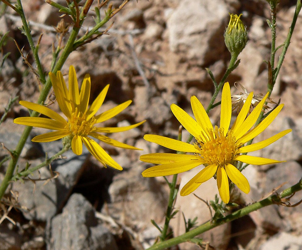 Xanthisma spinulosum (Spiny Goldenweed) (alternate view 8)