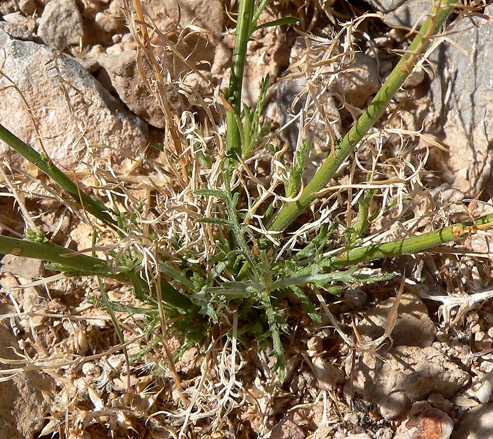 Xanthisma spinulosum (Spiny Goldenweed) (alternate view 9)