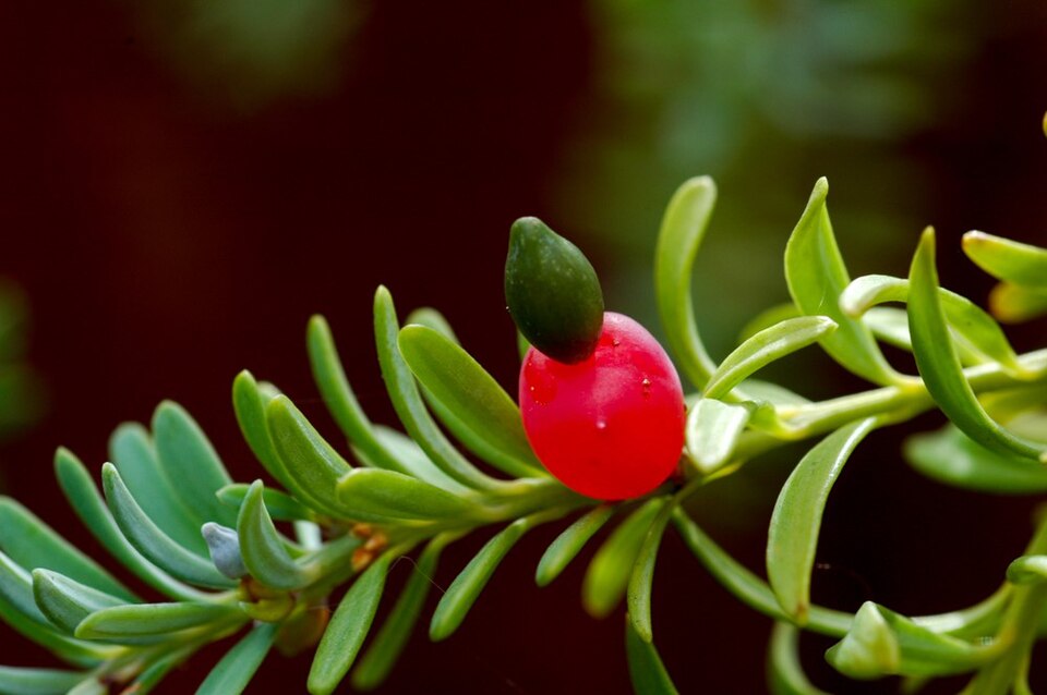Podocarpus lawrencei (Mountain Plum Pine) (alternate view 5)