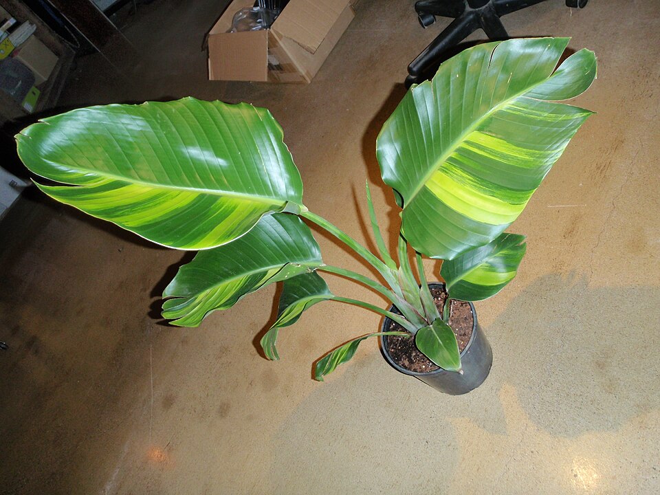 Strelitzia nicolai (Giant Bird of Paradise) (alternate view 3)