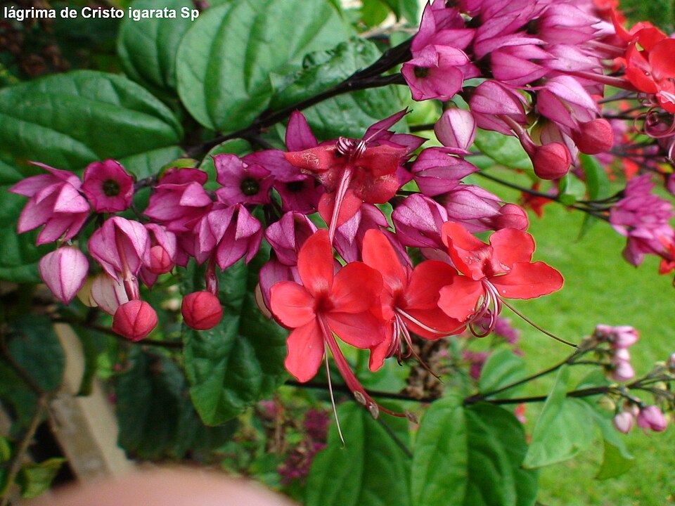 Clerodendrum × speciosum (Red Bleeding Heart Vine) (alternate view 8)