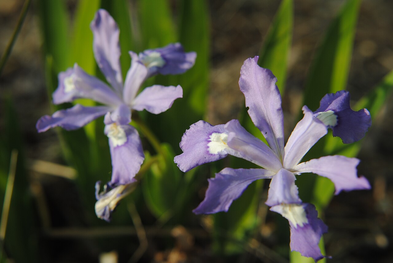 Iris cristata, Dwarf crested iris — spreading deciduous (Iridaceae) (image 8 of 10)