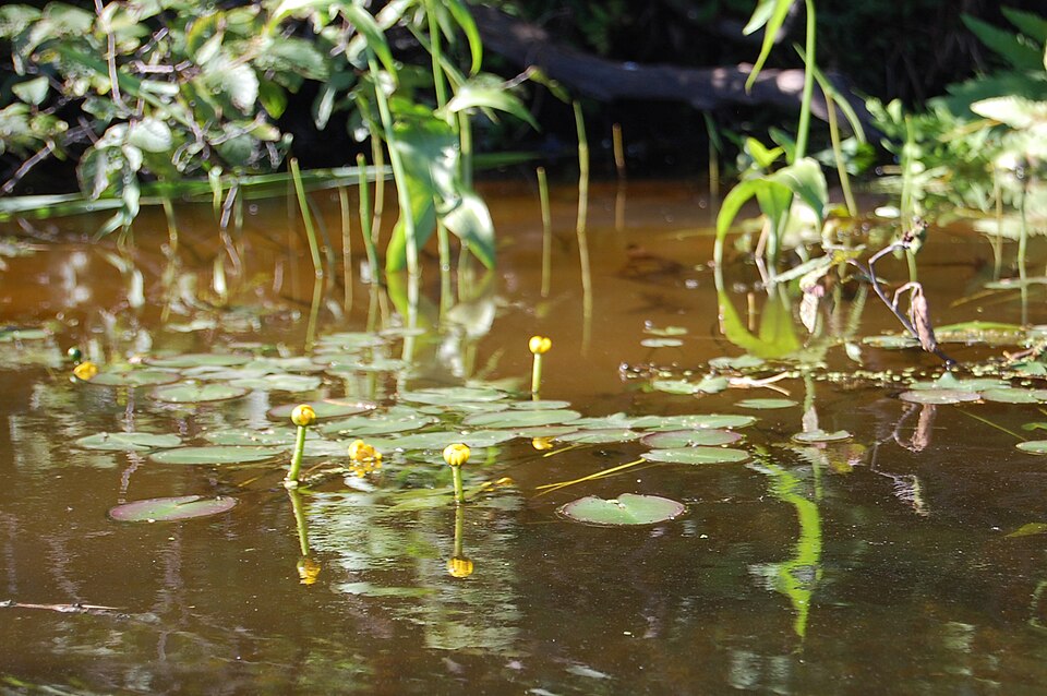 Nuphar (yellow pond-lilies) (alternate view 5)