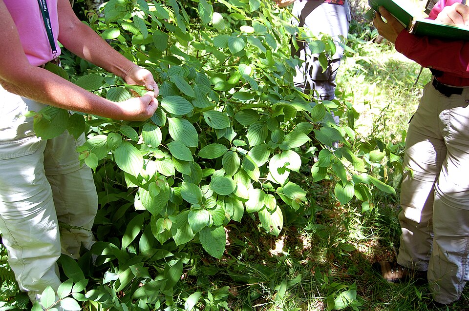 Cornus alternifolia (Pagoda Dogwood) (alternate view 4)