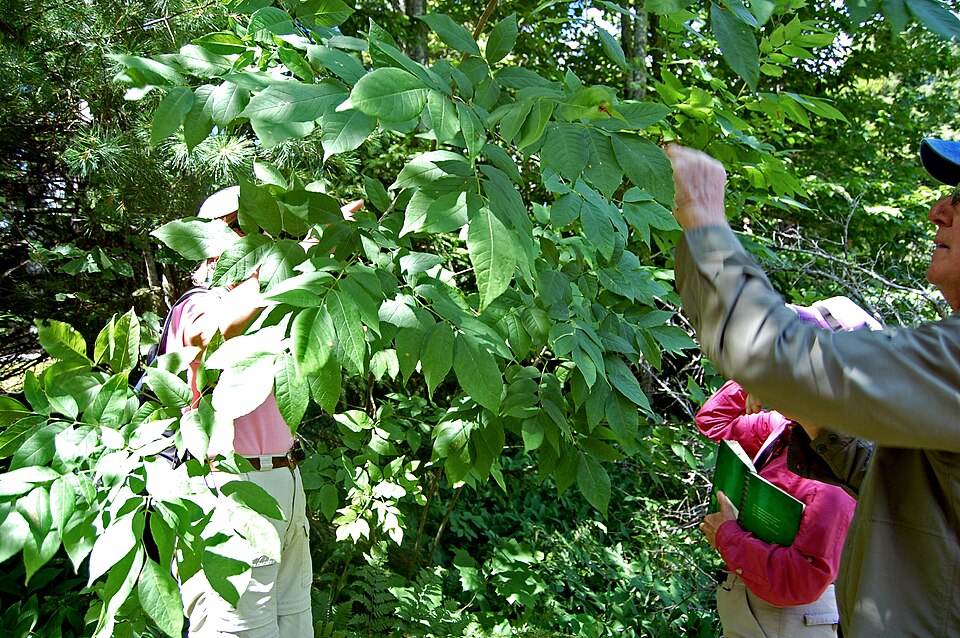 Fraxinus americana (White Ash) (alternate view 8)