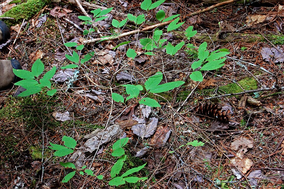 Lonicera canadensis (American fly-honeysuckle) (alternate view 9)