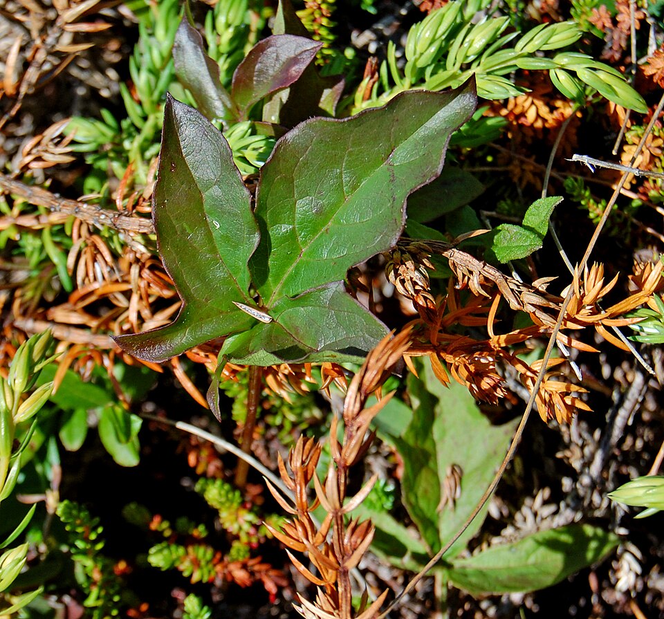 Nabalus trifoliolatus (three-leaved rattlesnake root) (alternate view 7)