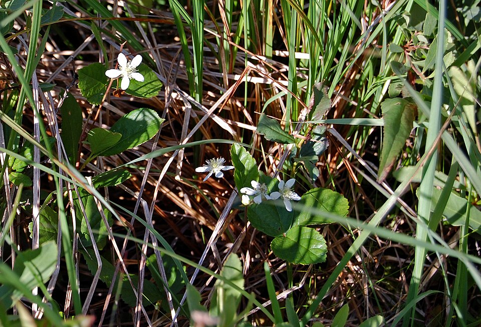 Rubus hispidus (swamp dewberry) (alternate view 9)