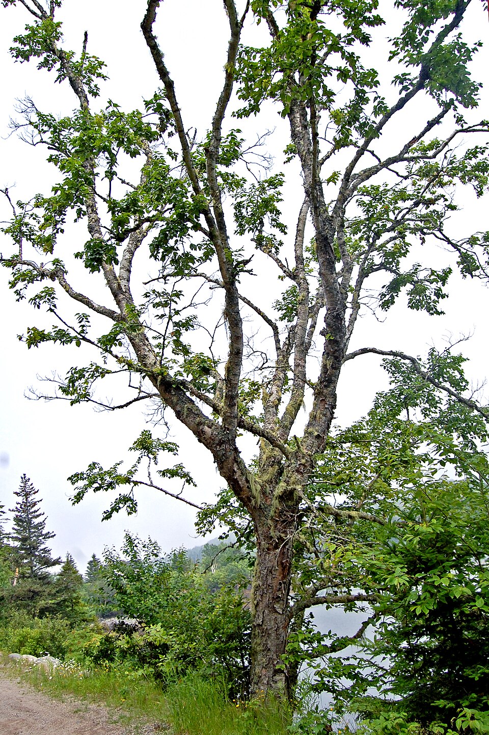 Acer spicatum (Mountain Maple) (alternate view 7)