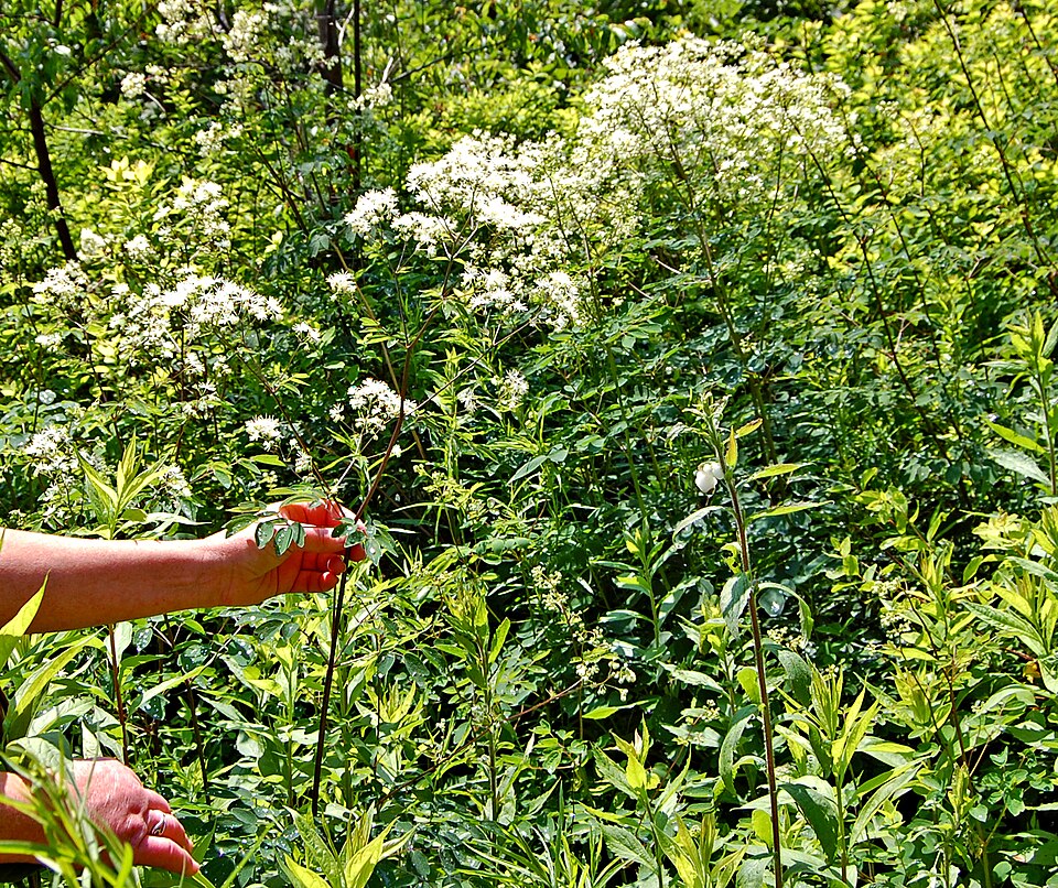 Thalictrum pubescens (tall meadow-rue) (alternate view 5)