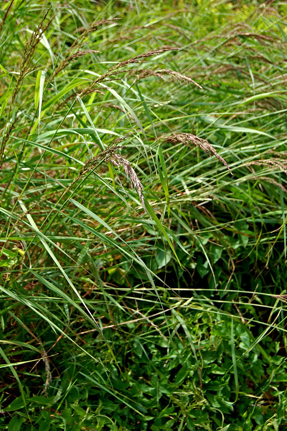 Calamagrostis canadensis (bluejoint) (alternate view 9)
