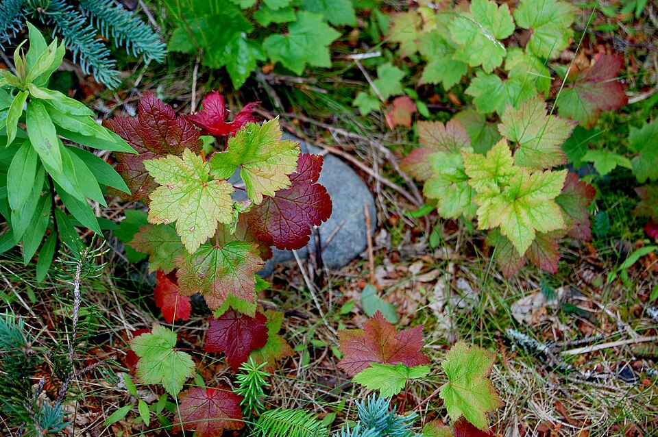 Ribes americanum (American Black Currant) (alternate view 7)