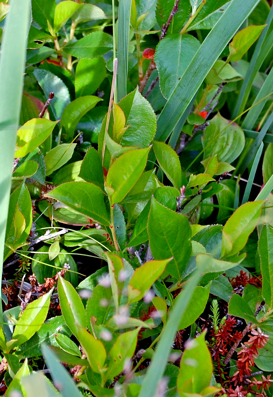 Aronia melanocarpa (Chokecherry) (alternate view 12)