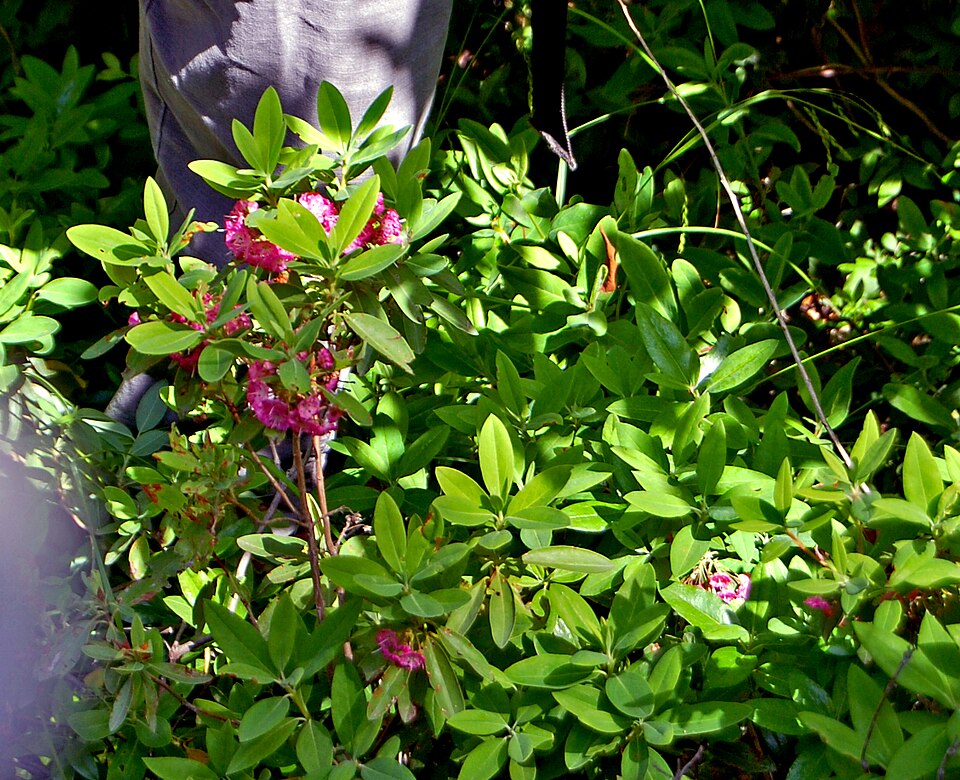 Kalmia angustifolia (sheep laurel)
