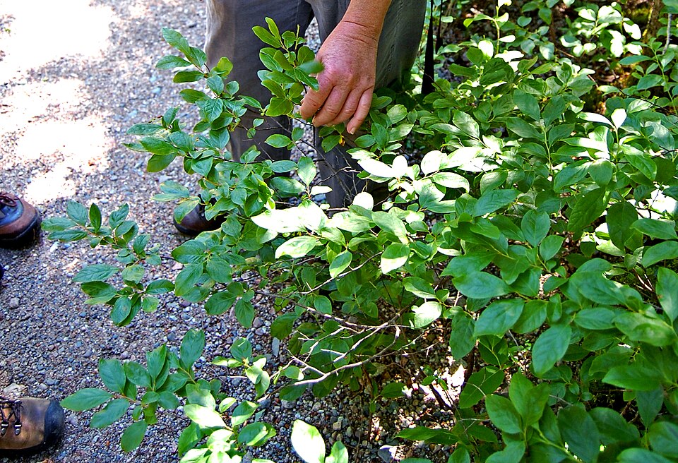 Gaylussacia baccata (black huckleberry) (alternate view 4)