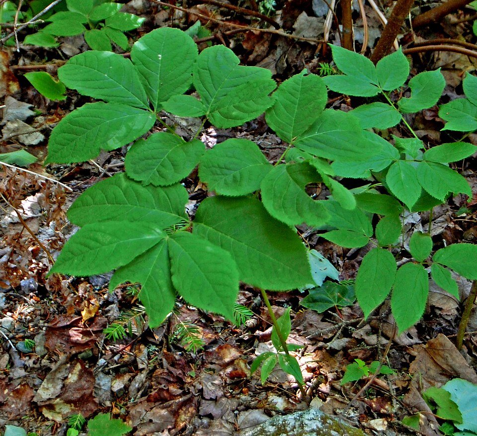 Aralia nudicaulis (wild sarsaparilla)