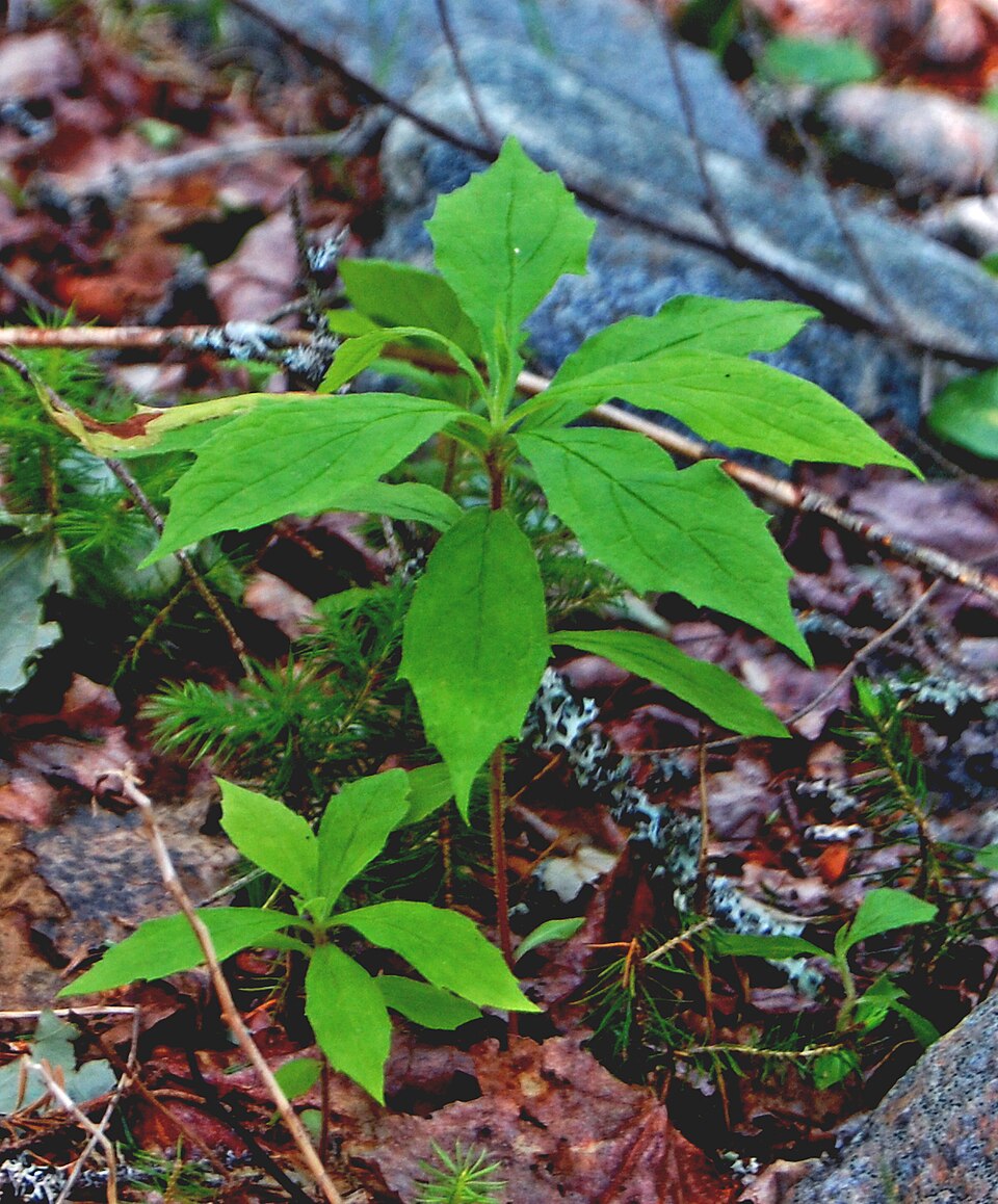 Oclemena acuminata (whorled wood aster) (alternate view 8)