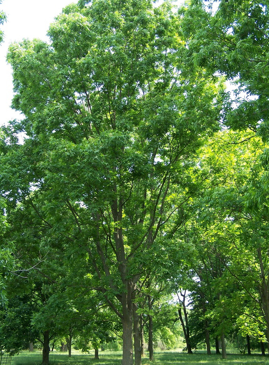 Carya illinoinensis (pecan)