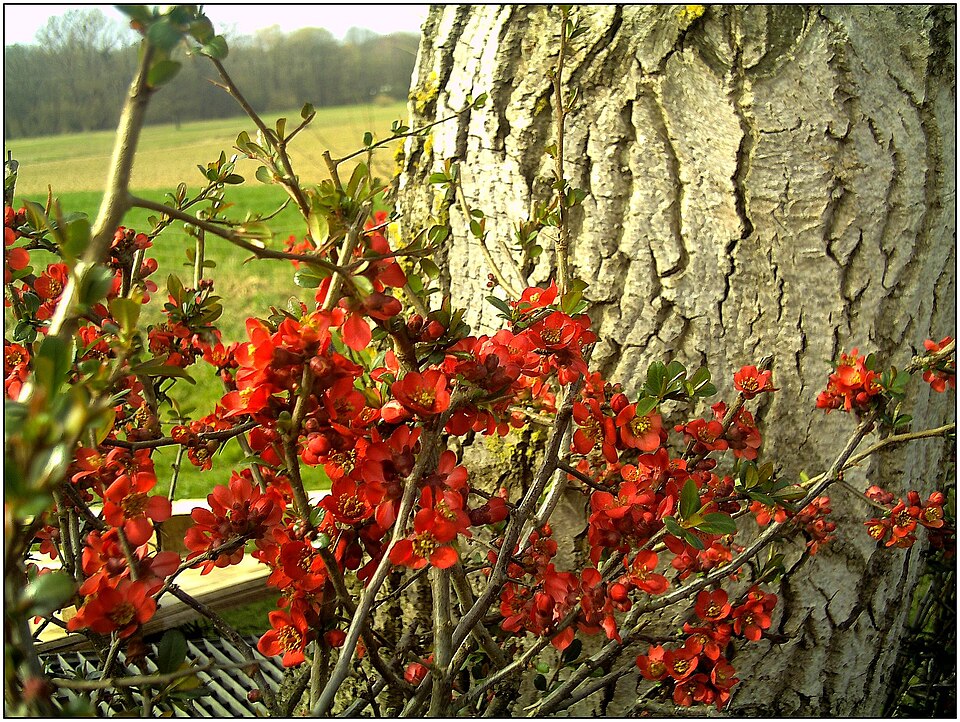 Chaenomeles (Flowering quinces) (alternate view 10)