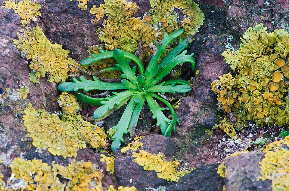 Plantago coronopus (Buck's-horn Plantain)