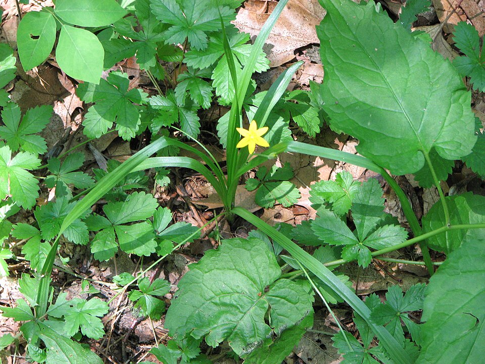 Hypoxis hirsuta (yellow star grass) (alternate view 7)