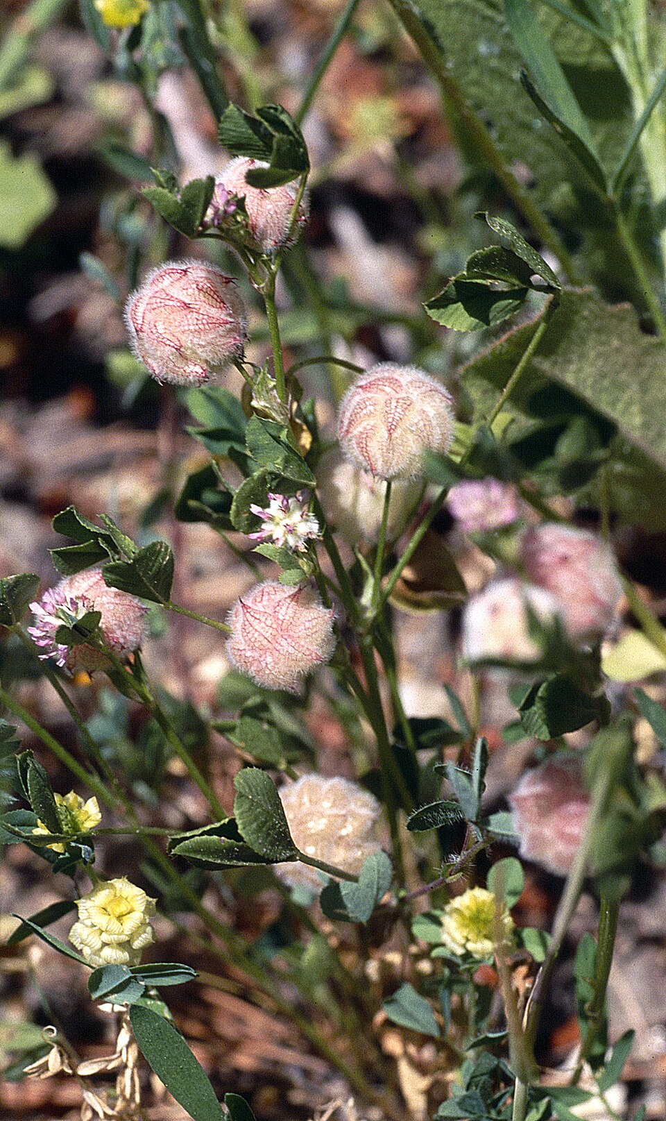 Trifolium fragiferum (Strawberry clover) (alternate view 6)