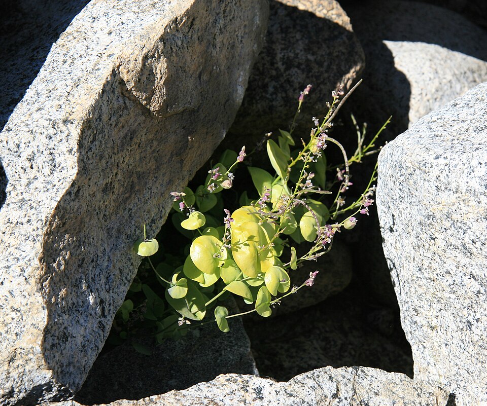 Streptanthus tortuosus (Mountain Jewelflower) (alternate view 7)