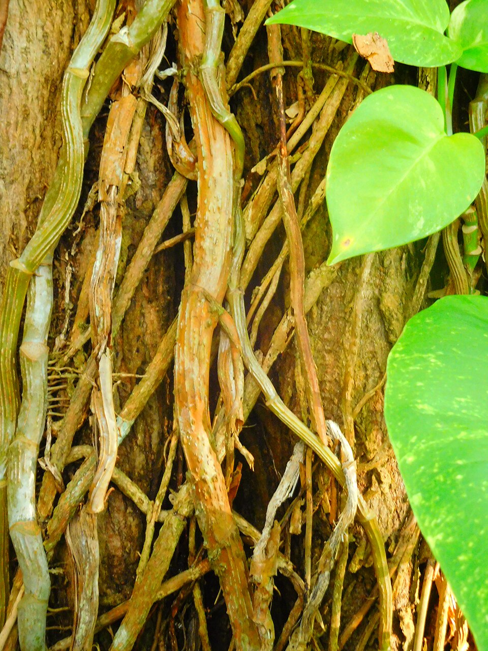 Epipremnum aureum (Golden Pothos) (alternate view 10)