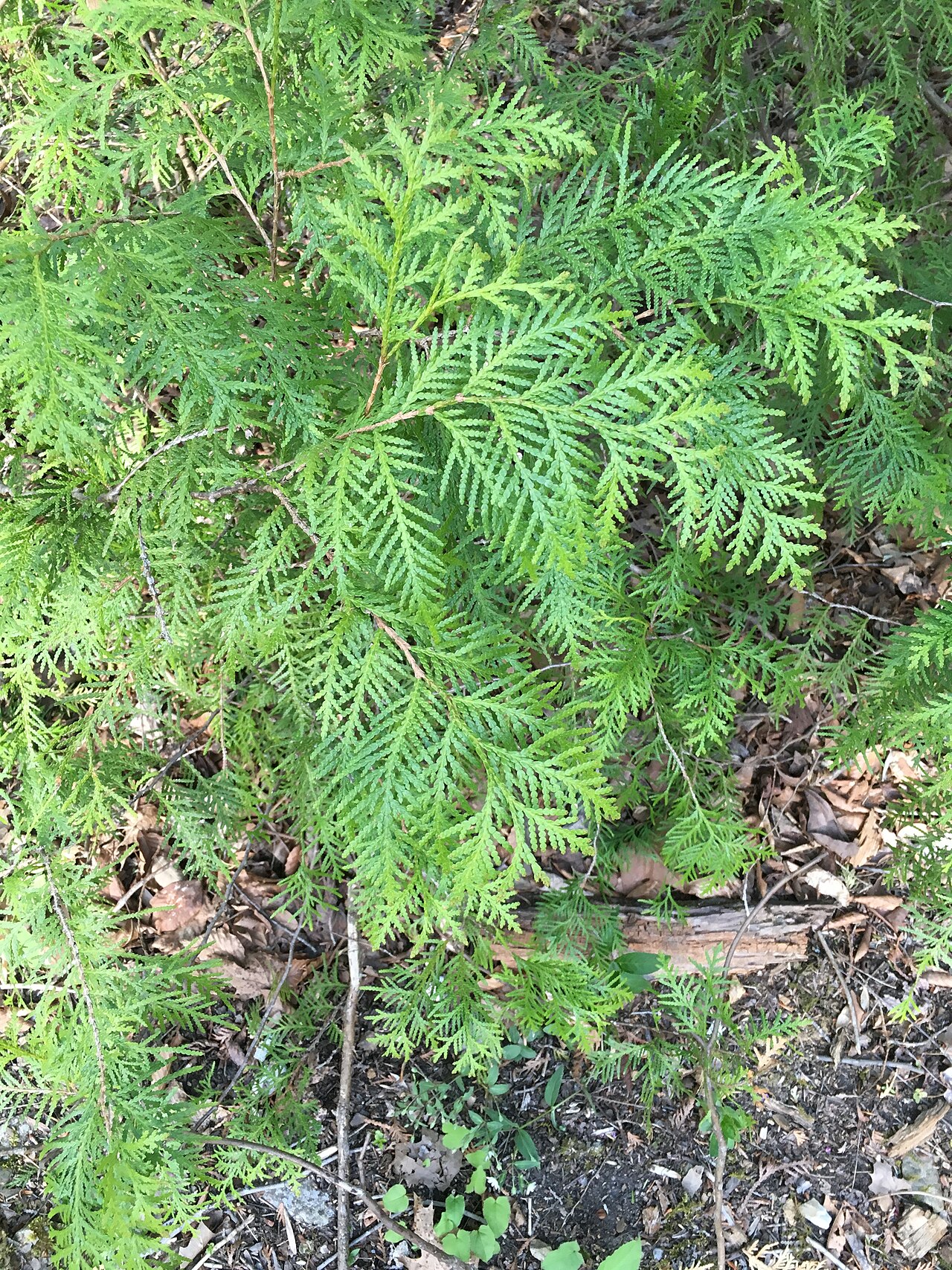 Thuja occidentalis, American arborvitae — upright evergreen (Cupressaceae) (image 7 of 10)