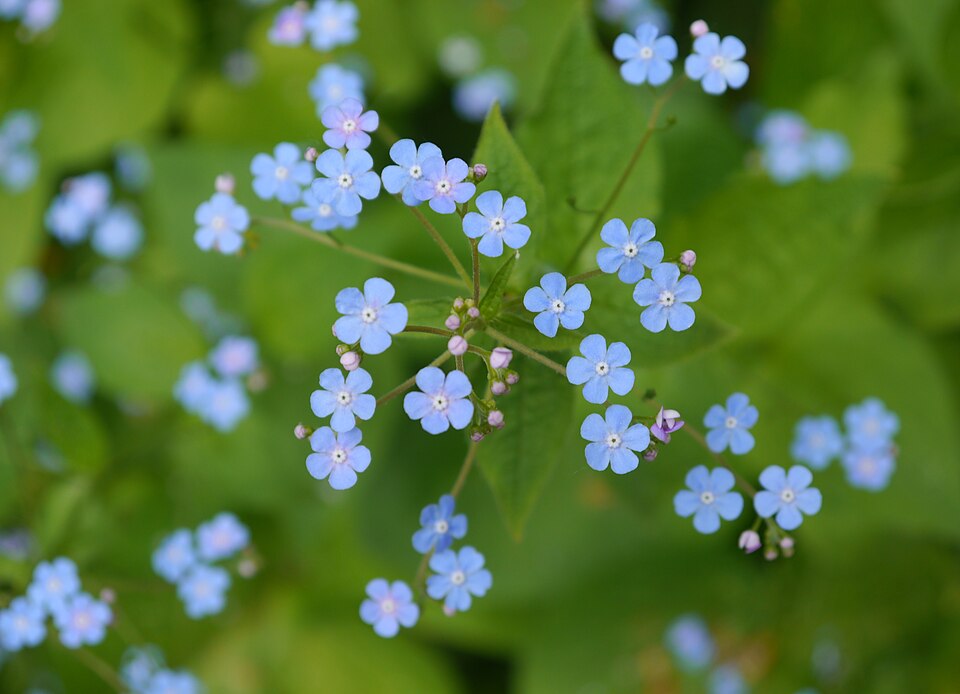 Brunnera (alternate view 4)