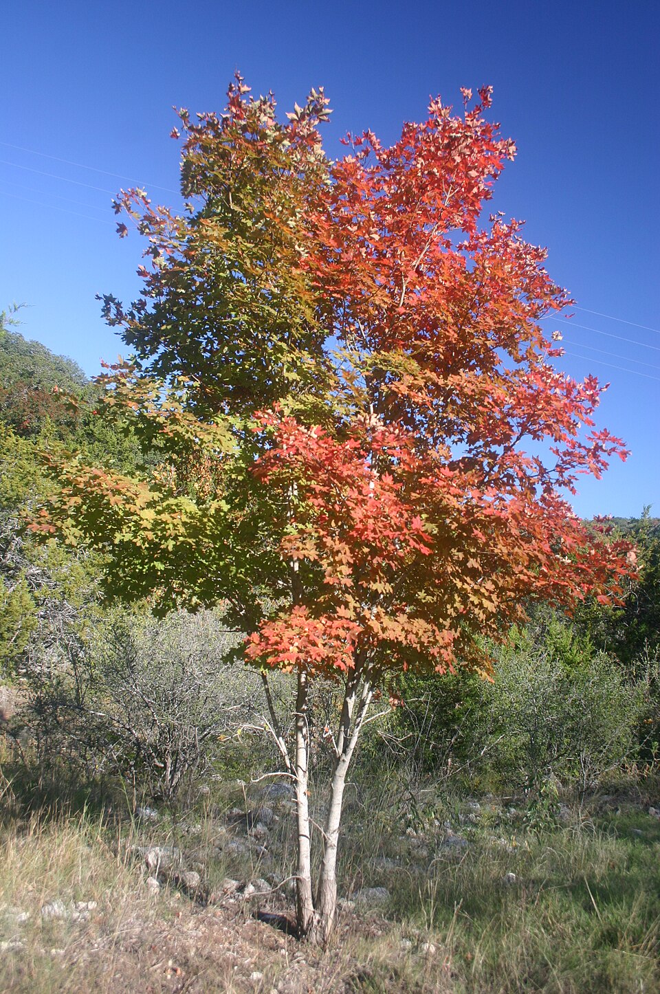 Acer grandidentatum (bigtooth maple) (alternate view 7)